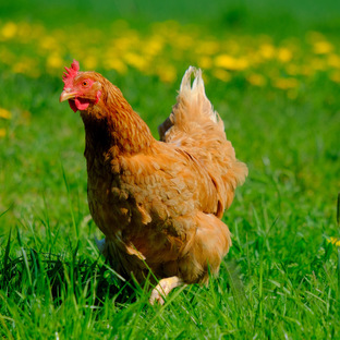 Курица: не просто птица, а научное чудо