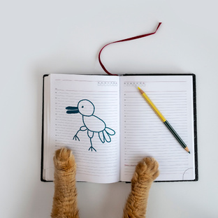 Записки бёрдвотчера...