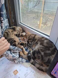 Хвостатые дети.Семья