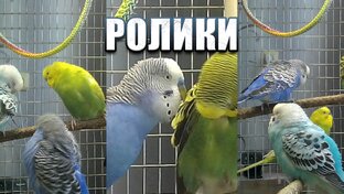 Короткие видео с попиками