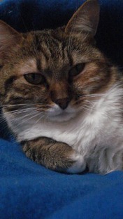 Кошечка Алиса