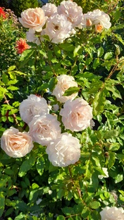 Обрезка роз