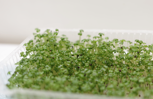 Микрозелень 