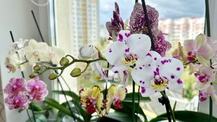 Уход за цветущими орхидеями