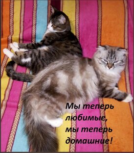 Мяу-мяу, мур-мур-мур...))
