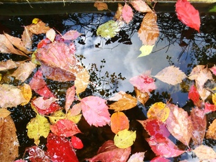 Читаем осенью