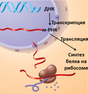 Матричные реакции