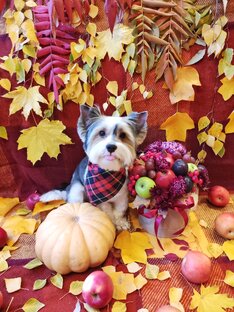 Наши фотосессии и фотозоны