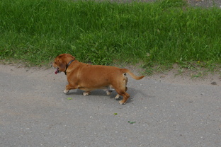 Ричард I - почетный член КСПЭ