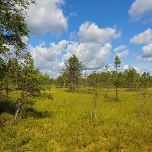 Просто природа)