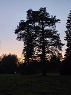 Осенний лес