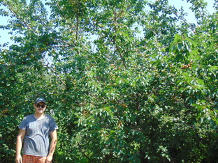 Садоводство по Железову