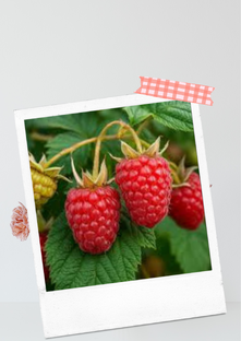 Ягоды и кустарники