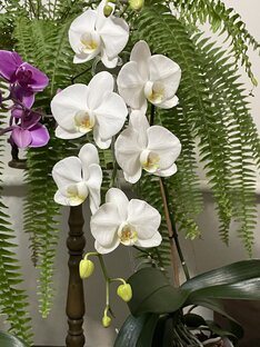 Орхидея-фаленопсис