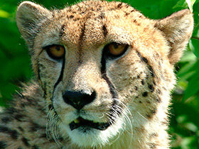 Это будет полезно знать каждому учащемуся средней школы!