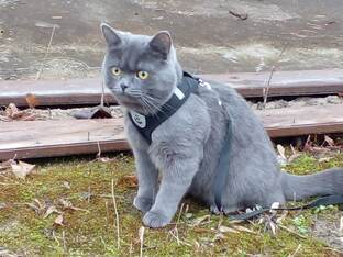 Наши прогулки