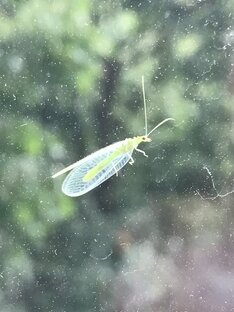 Все живое 🐸