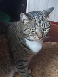 мои питомцы 