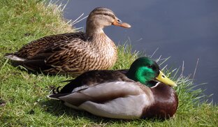 Утки Бони и Клайд