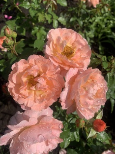 Розы, сезон 2025 года.