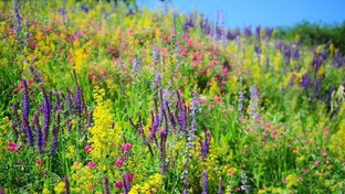 Польза для организма