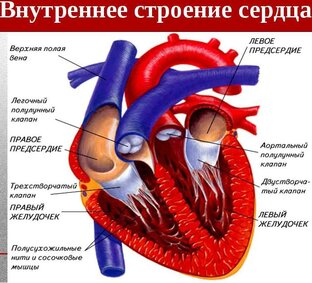 Анатомия и физиология человека 