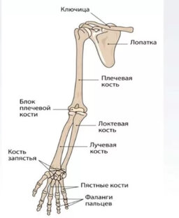 Анатомия верхних конечностей человека