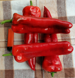 Мои лучшие сорта перца.