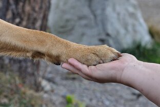 Собаки
