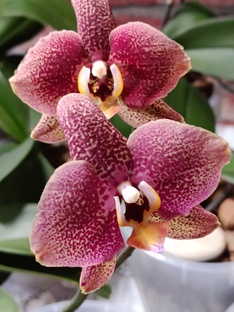 Моя коллекция орхидей