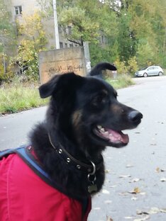 Хвостатые друзья