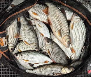 Рыбоводство