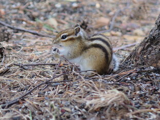 Бурундук Адидас