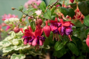 Всё о фуксиях