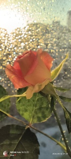 Черенкованные розы 🌹