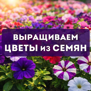 Выращиваем цветы из семян