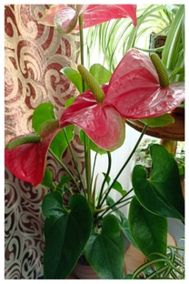 Всё о цветах 