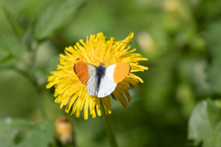 Кстати, о бабочках и прочих