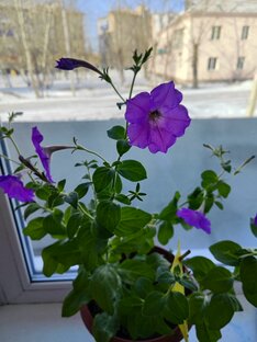 Домашние растения. 