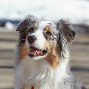 Почему Аусси?