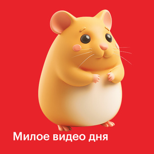 Милое видео дня