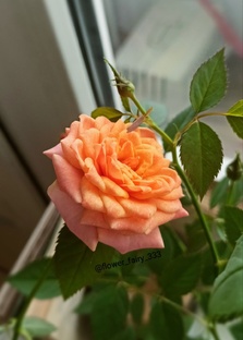 Комнатные розы