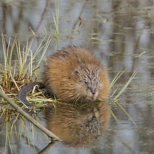 Ондатра: жизнь, запах и роль в экосистеме болот