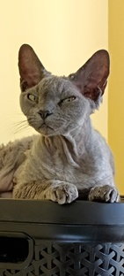 Кот Льюис и его соседи. 