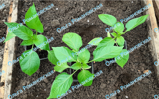 Мои дачные дела и комнатные цветы