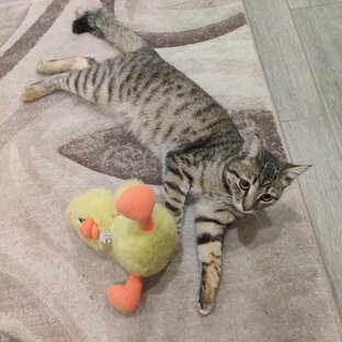 Домашний питомец