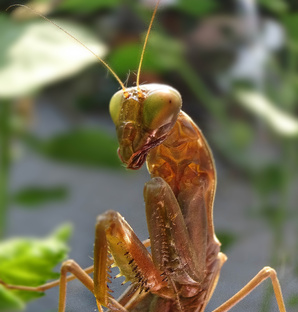 ProФото и ИИ.Развитие фотопромышленности или....