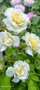 Английские розы