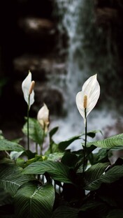 Лечение растений