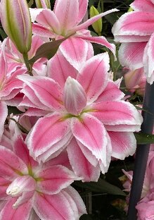 Новые сорта луковичных цветов.